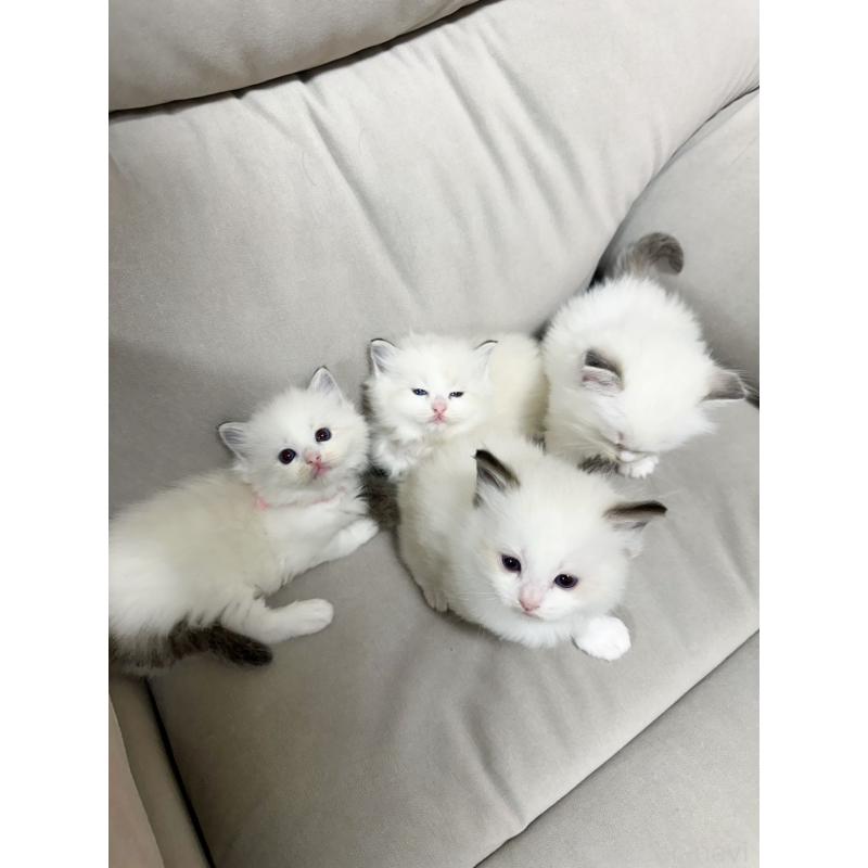 販売中の大阪府のラグドール-131439の7枚目