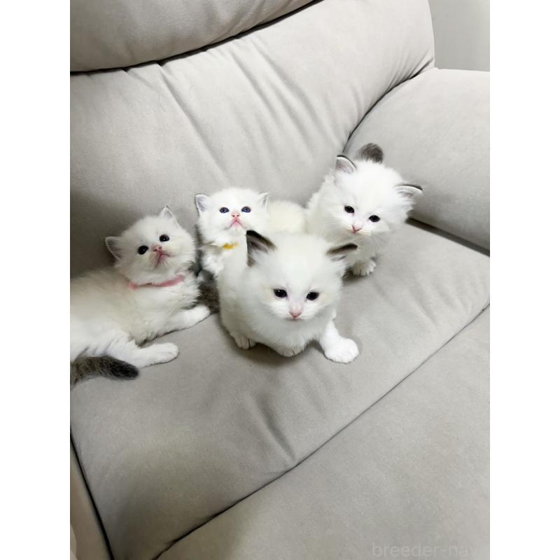 販売中の大阪府のラグドール-131439の6枚目