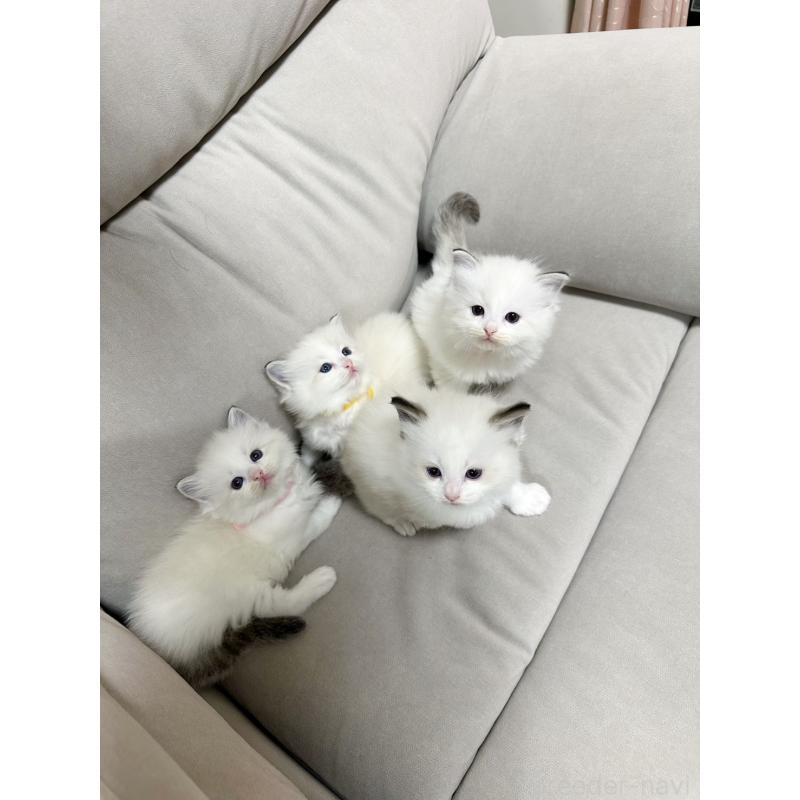 販売中の大阪府のラグドール-131439の5枚目