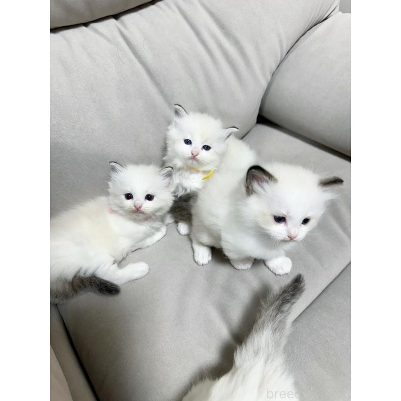 販売中の大阪府のラグドール-131439の4枚目