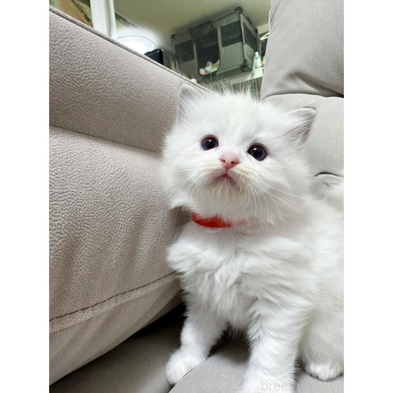 販売中の大阪府のラグドール-131439の3枚目