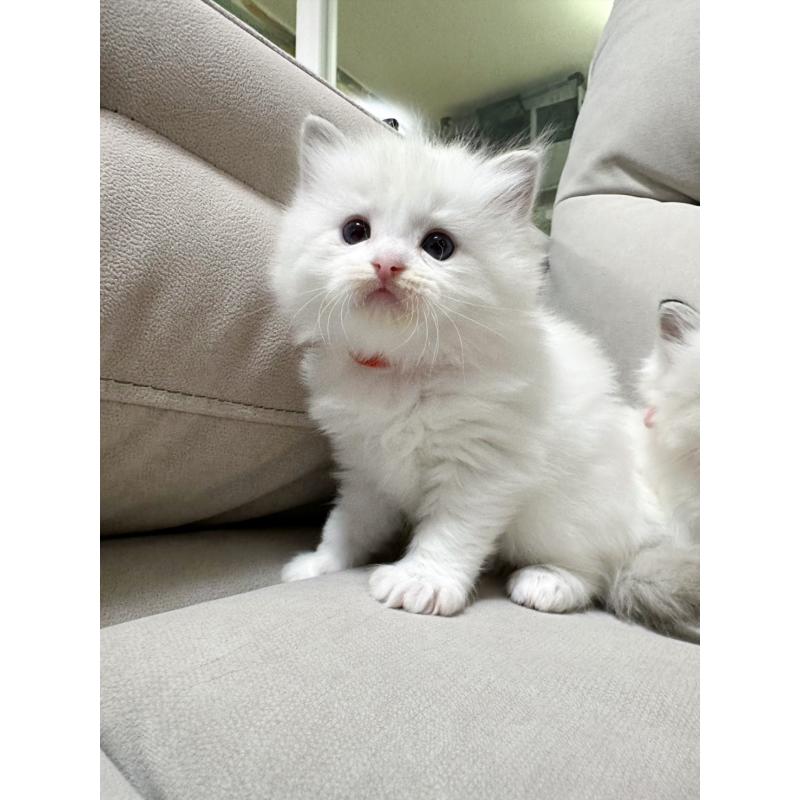 販売中の大阪府のラグドール-131439の2枚目