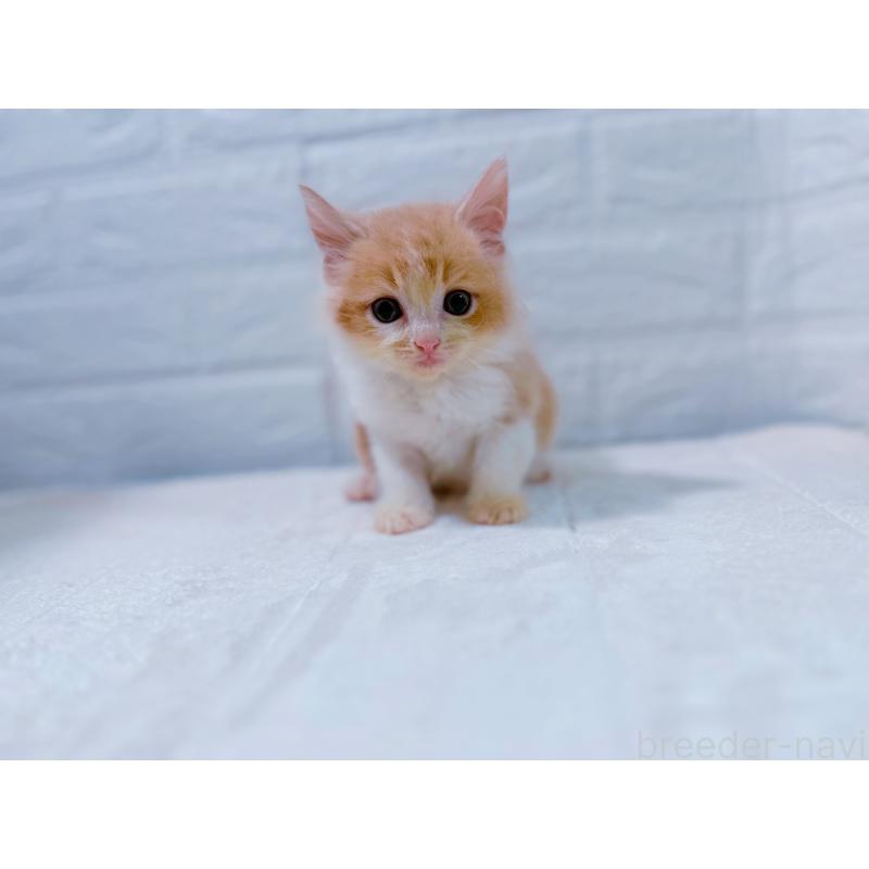 販売中の鹿児島県のミックス-129564の10枚目