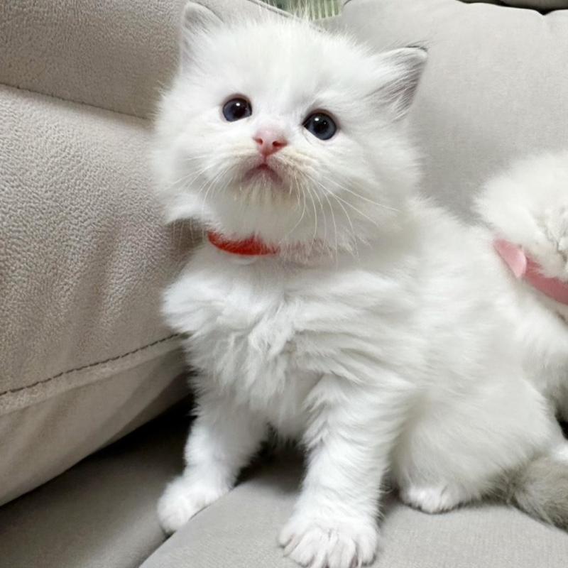 販売中の大阪府のラグドール-131439