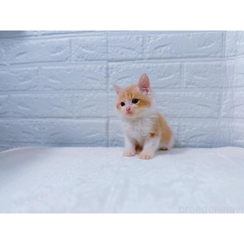 販売中の鹿児島県のミックス-129564の9枚目