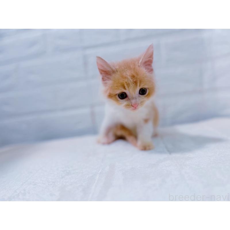 販売中の鹿児島県のミックス-129564の8枚目