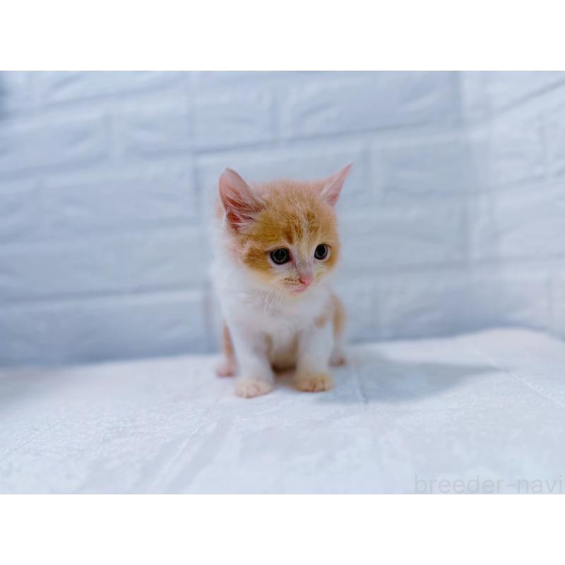 販売中の鹿児島県のミックス-129564の7枚目