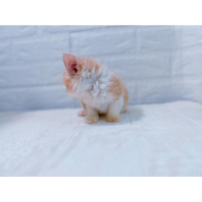 販売中の鹿児島県のミックス-129564の6枚目