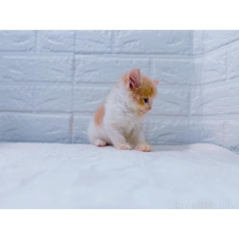 販売中の鹿児島県のミックス-129564の4枚目