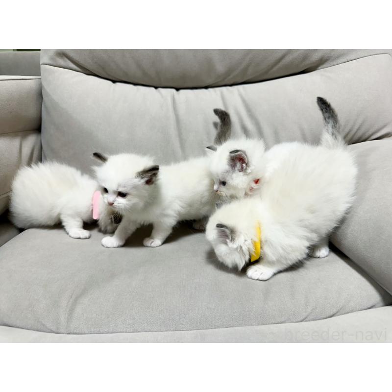 販売中の大阪府のラグドール-131440の15枚目