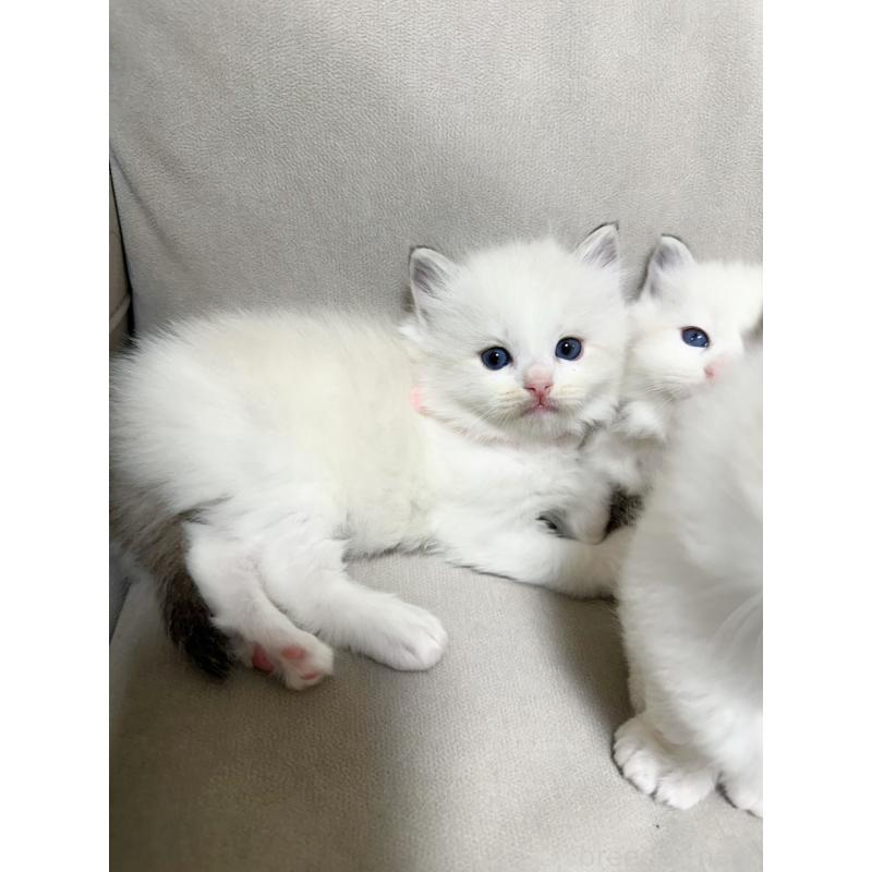 販売中の大阪府のラグドール-131440の12枚目