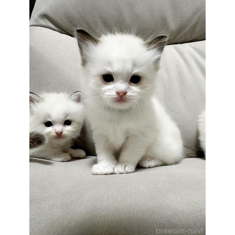 販売中の大阪府のラグドール-131440の5枚目