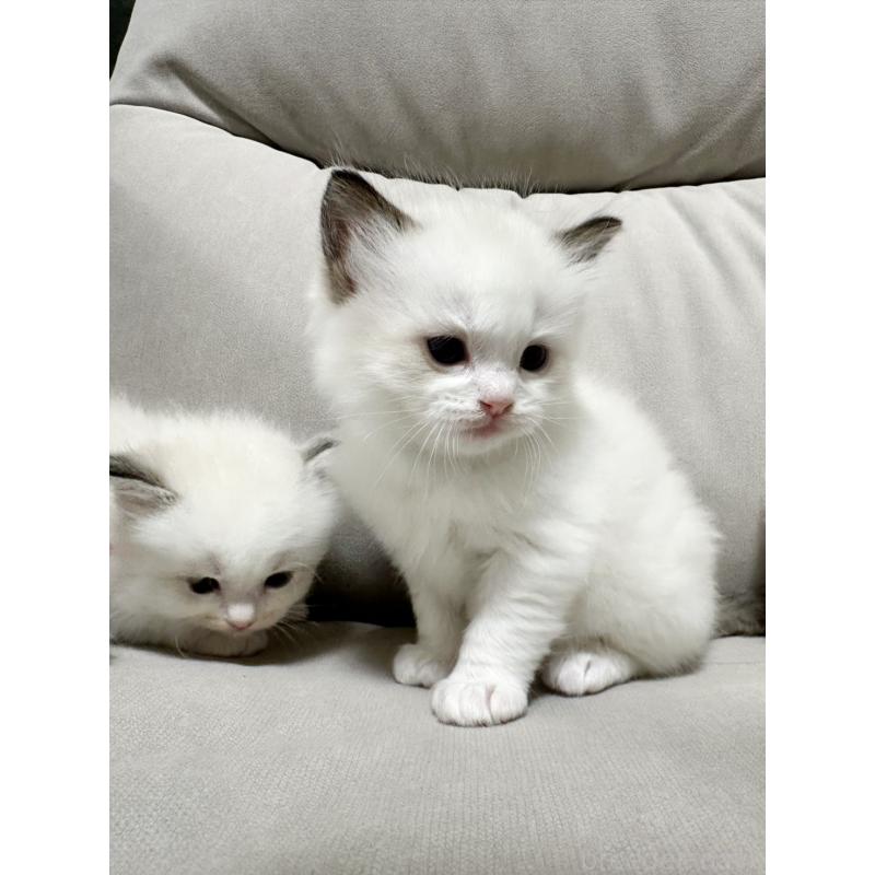 販売中の大阪府のラグドール-131440の4枚目