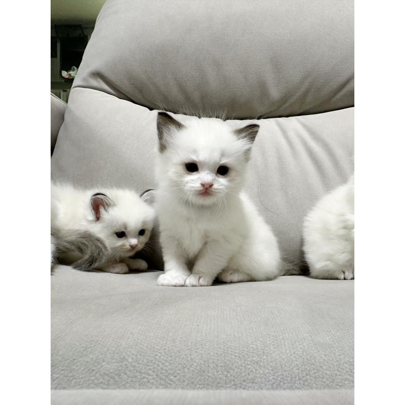 販売中の大阪府のラグドール-131440の3枚目