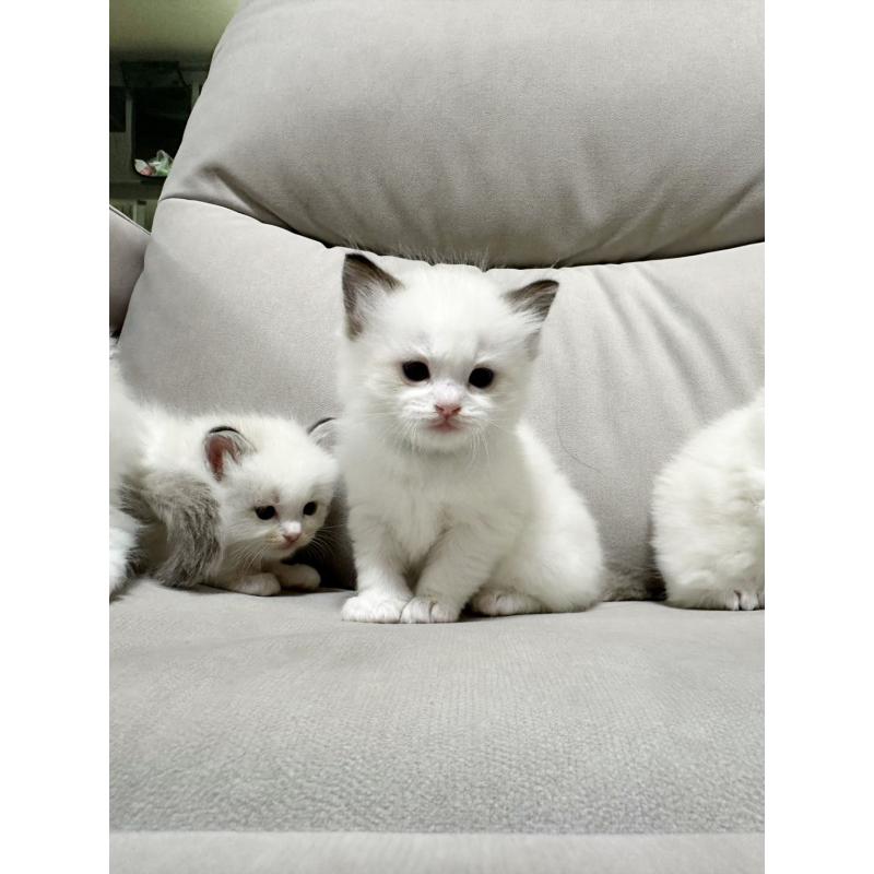 販売中の大阪府のラグドール-131440の2枚目