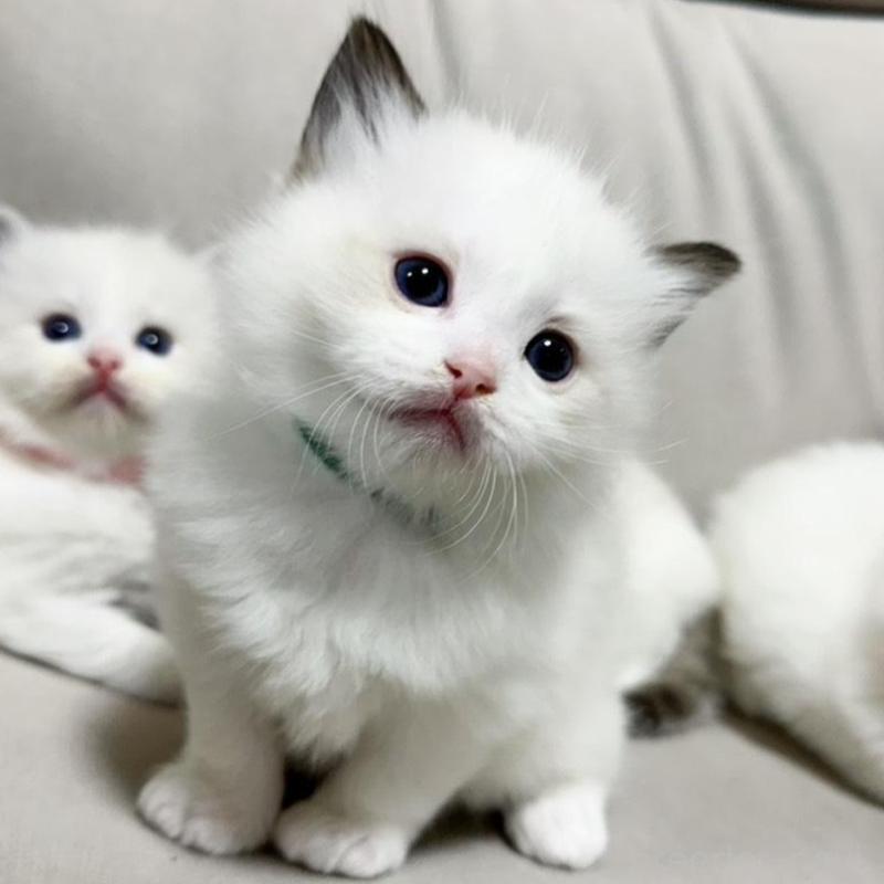 販売中の大阪府のラグドール-131440