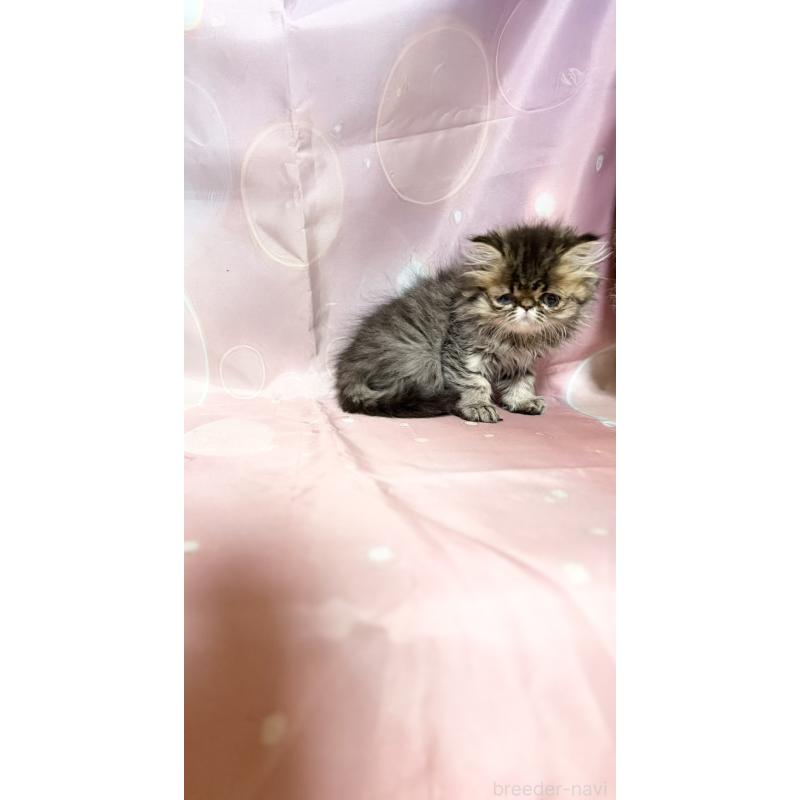 販売中の愛知県のエキゾチックショートヘア-131441の4枚目