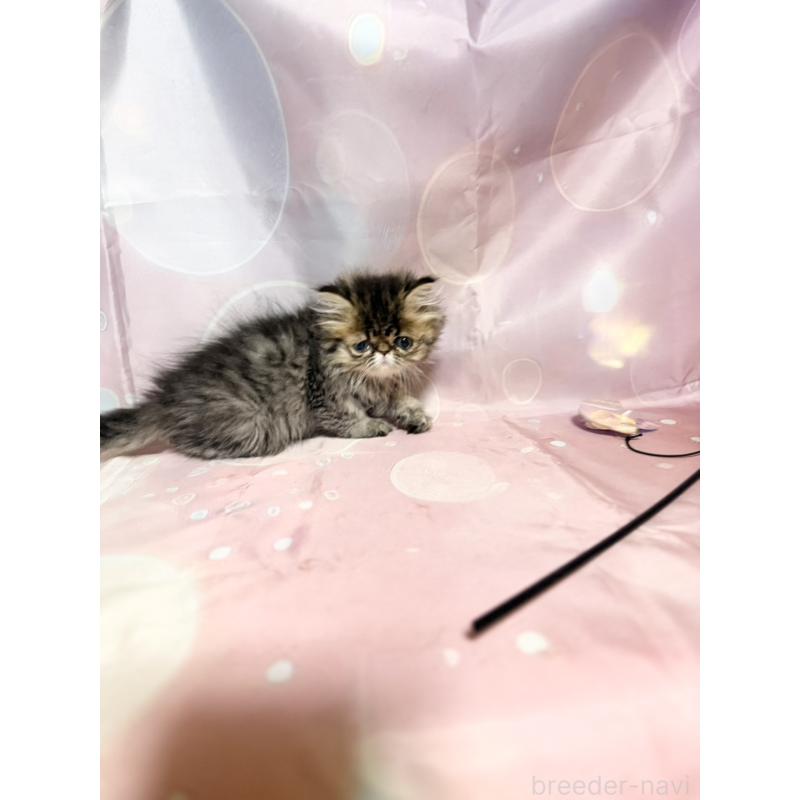 販売中の愛知県のエキゾチックショートヘア-131441の3枚目