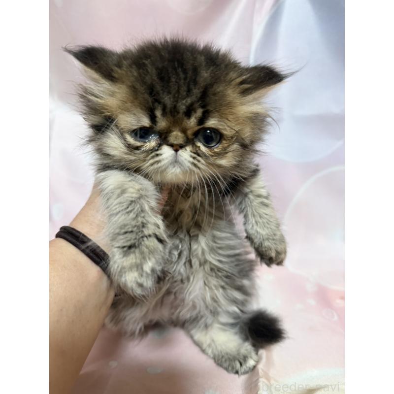 販売中の愛知県のエキゾチックショートヘア-131441の2枚目