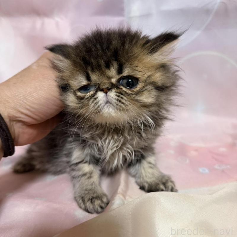 販売中の愛知県のエキゾチックショートヘア-131441の1枚目