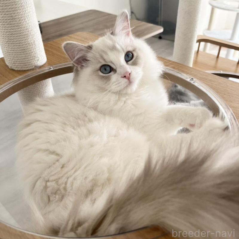 販売中ののラグドール-131442