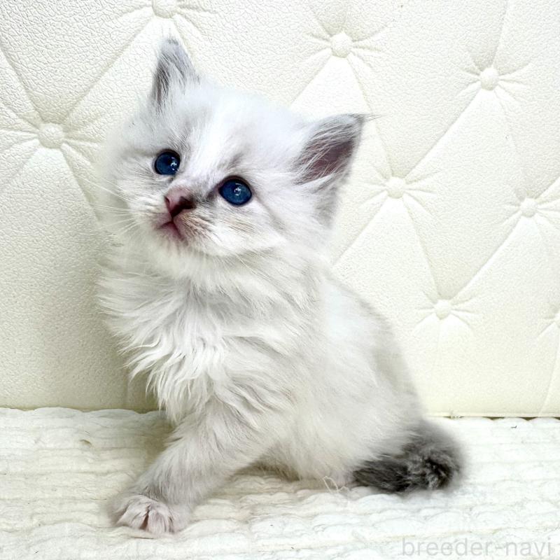 販売中の鹿児島県のサイベリアン-131443の15枚目