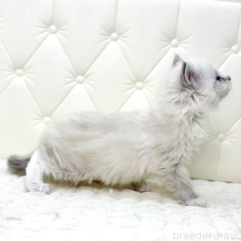 販売中の鹿児島県のサイベリアン-131443の14枚目