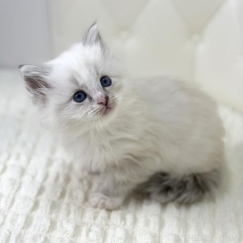 販売中の鹿児島県のサイベリアン-131443の13枚目