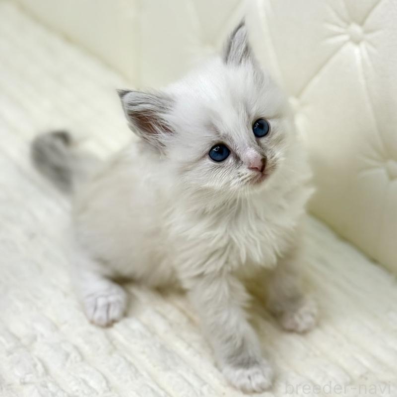 販売中の鹿児島県のサイベリアン-131443の12枚目