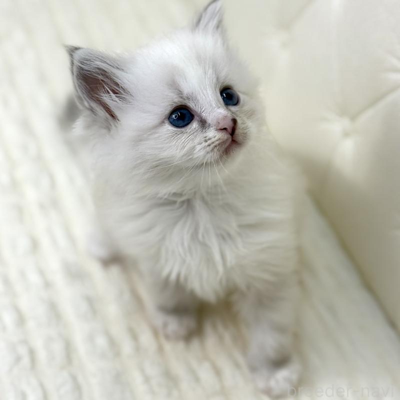 販売中の鹿児島県のサイベリアン-131443の11枚目