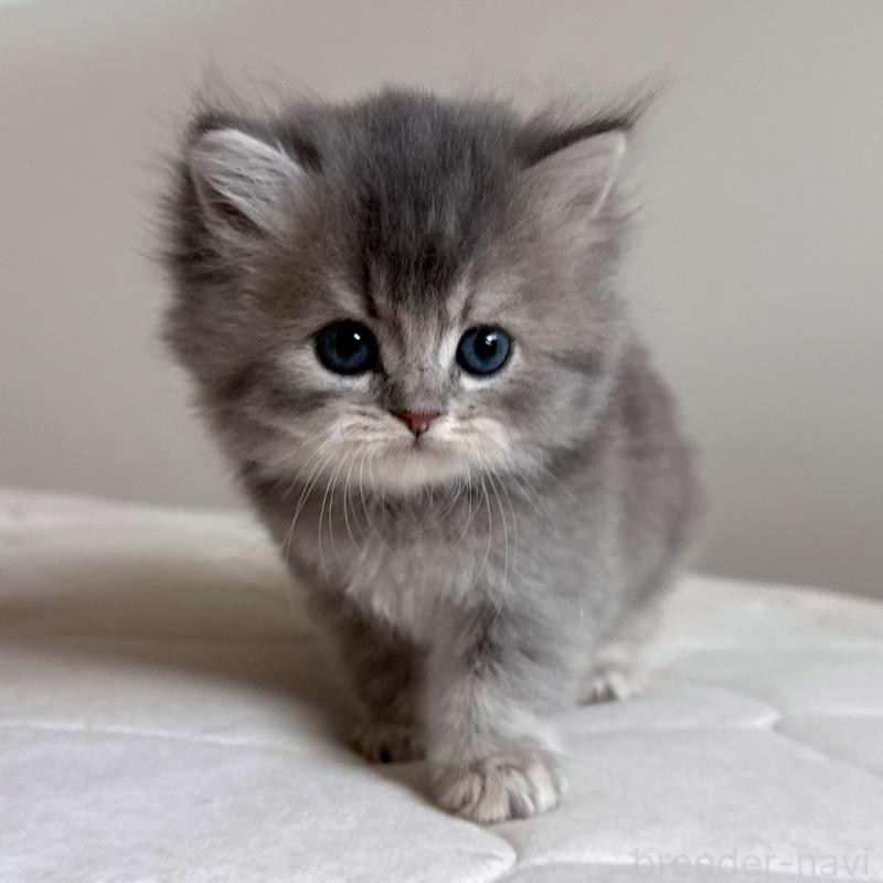 販売中の福岡県のスコティッシュフォールド-131444の12枚目