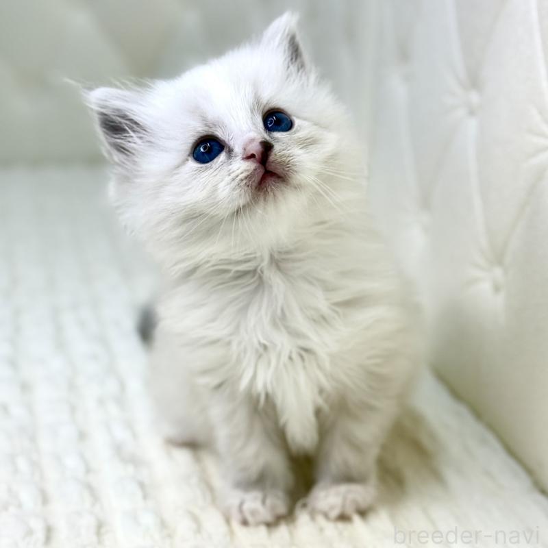 販売中の鹿児島県のサイベリアン-131443の10枚目