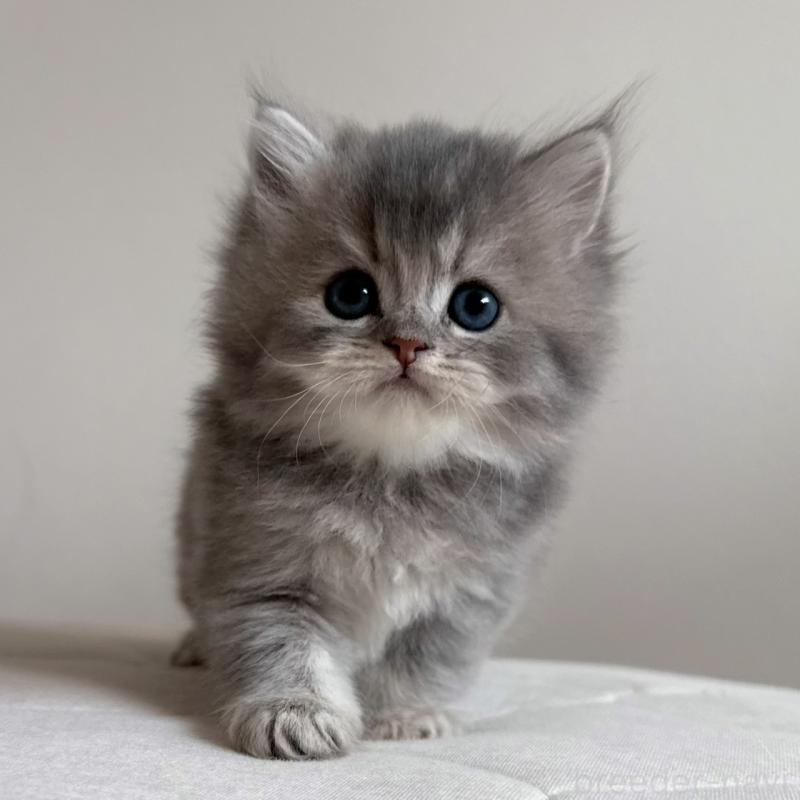 販売中の福岡県のスコティッシュフォールド-131444の11枚目