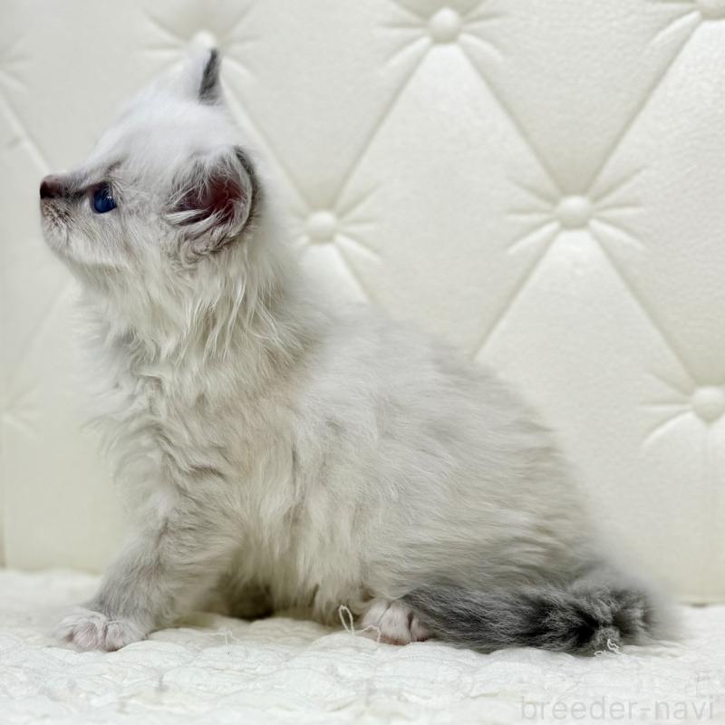 販売中の鹿児島県のサイベリアン-131443の9枚目