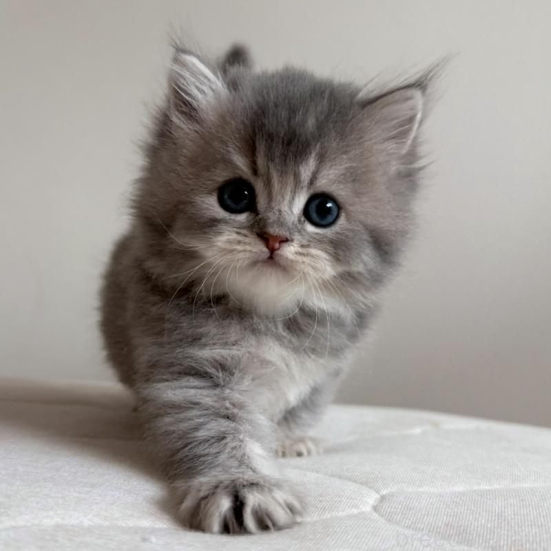 販売中の福岡県のスコティッシュフォールド-131444の10枚目