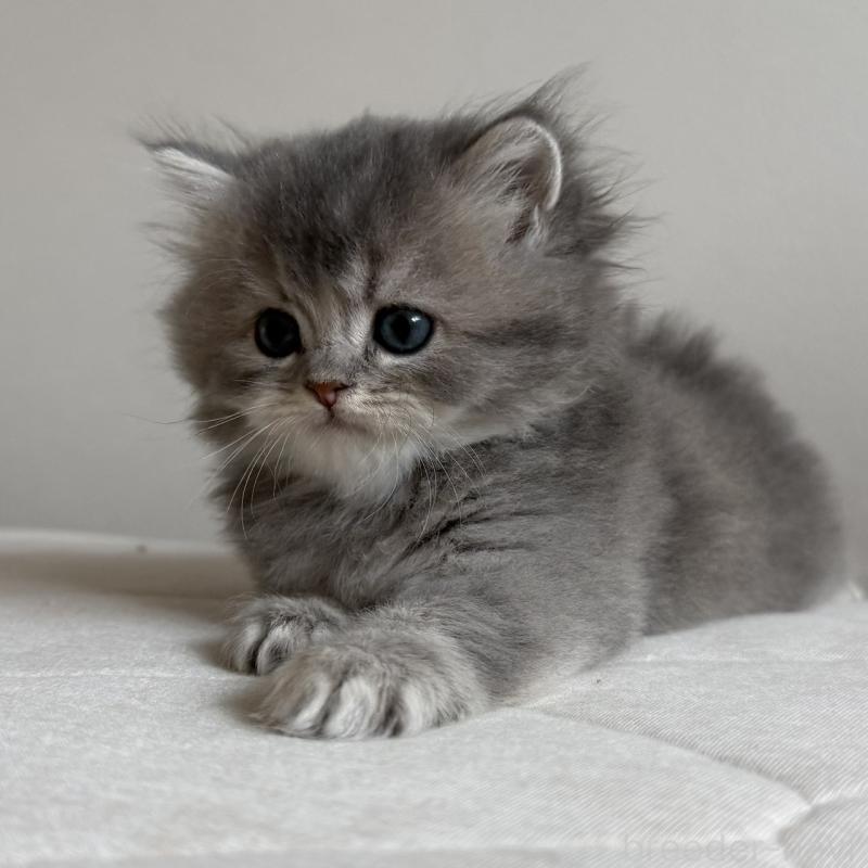 販売中の福岡県のスコティッシュフォールド-131444の9枚目