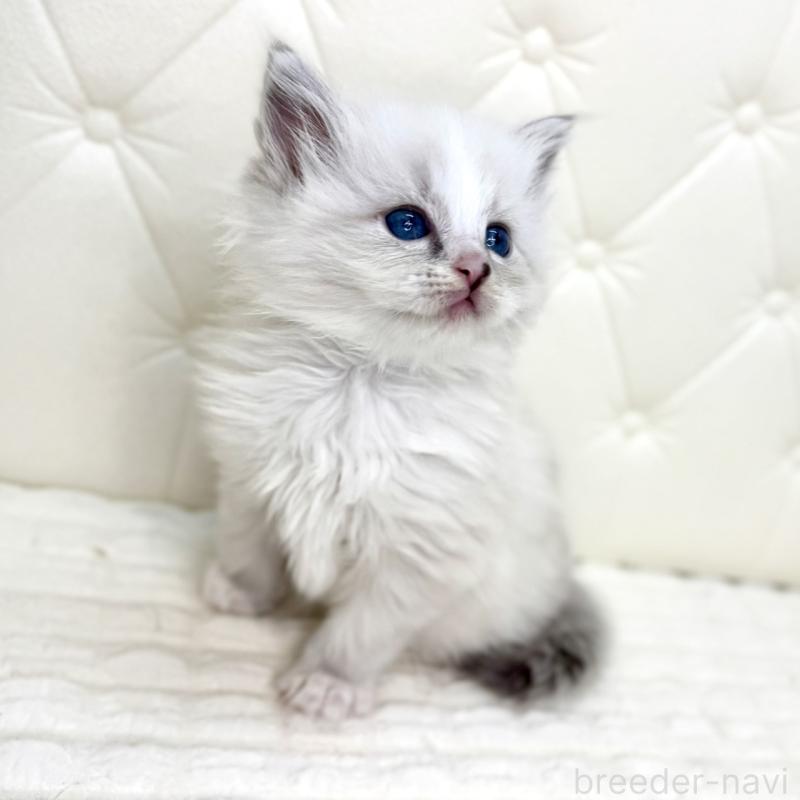 販売中の鹿児島県のサイベリアン-131443の8枚目