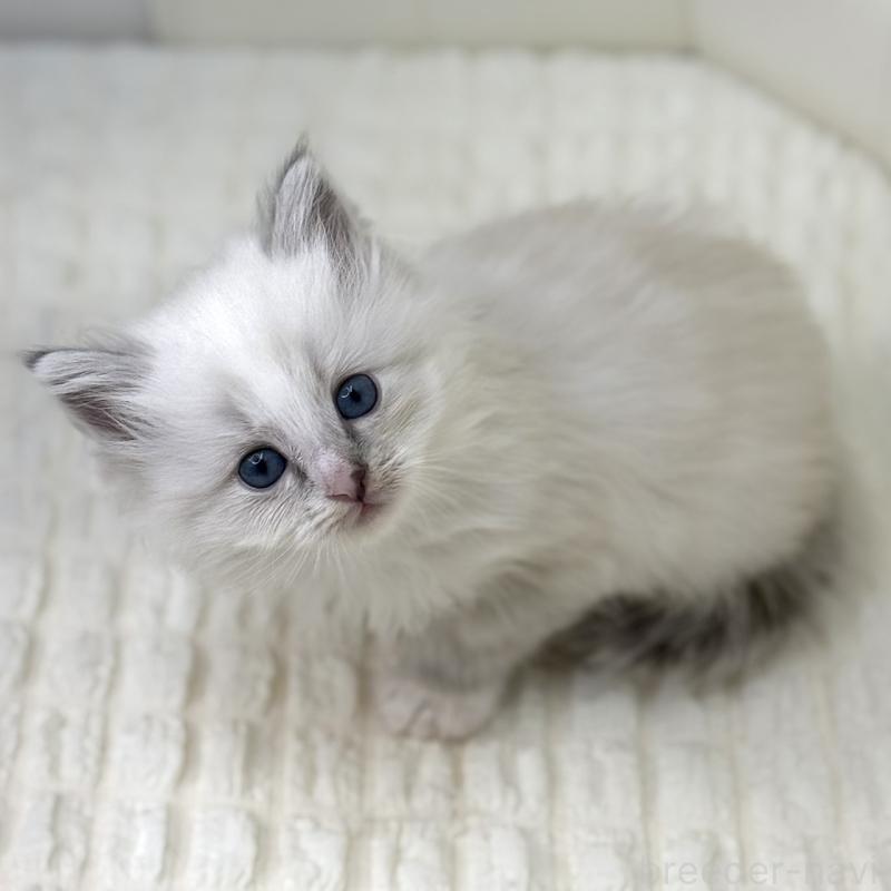 販売中の鹿児島県のサイベリアン-131443の7枚目