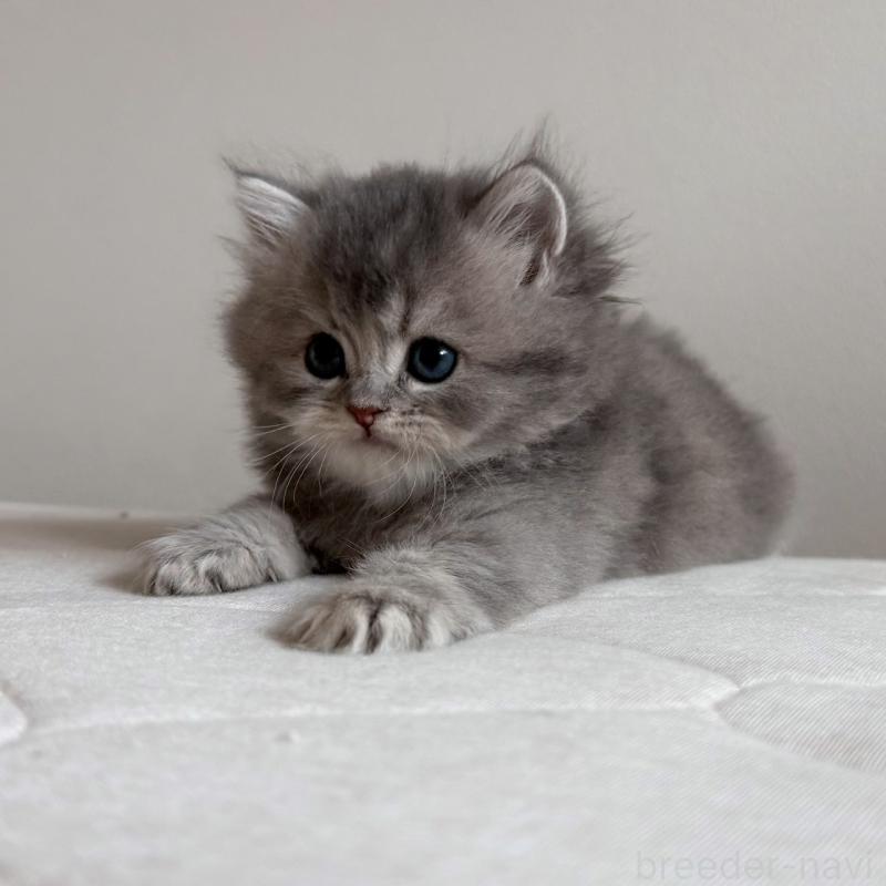 販売中の福岡県のスコティッシュフォールド-131444の8枚目