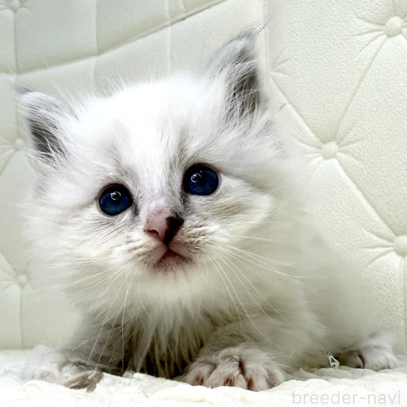 販売中の鹿児島県のサイベリアン-131443の6枚目