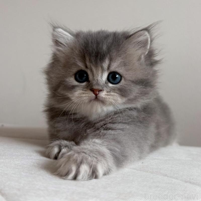 販売中の福岡県のスコティッシュフォールド-131444の7枚目