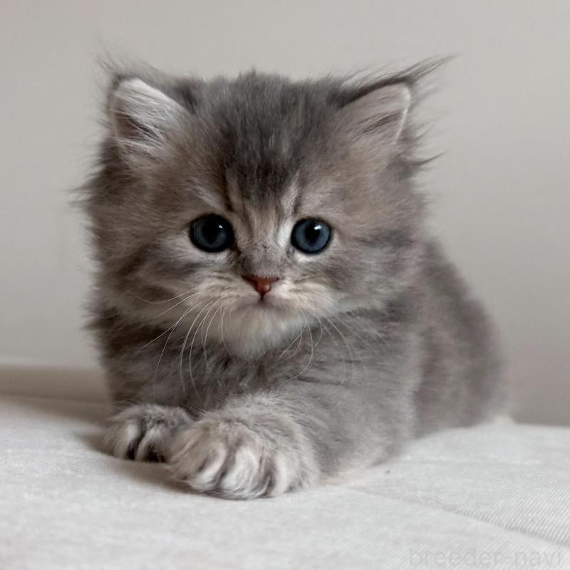 販売中の福岡県のスコティッシュフォールド-131444の1枚目