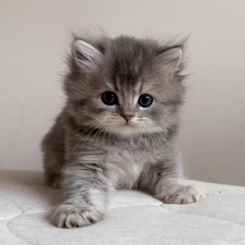 販売中の福岡県のスコティッシュフォールド-131444の6枚目