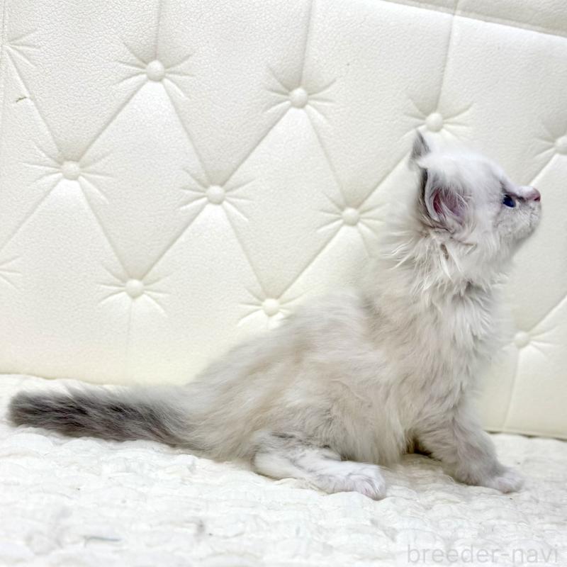 販売中の鹿児島県のサイベリアン-131443の5枚目