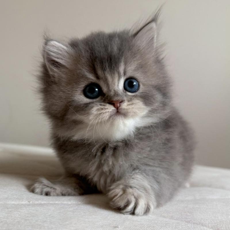 販売中の福岡県のスコティッシュフォールド-131444の5枚目