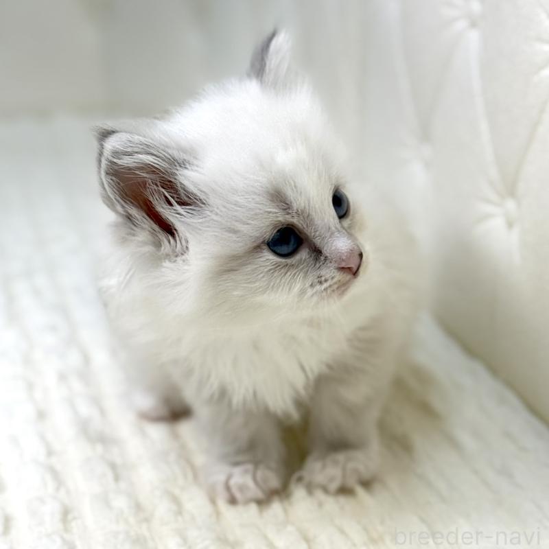 販売中の鹿児島県のサイベリアン-131443の4枚目