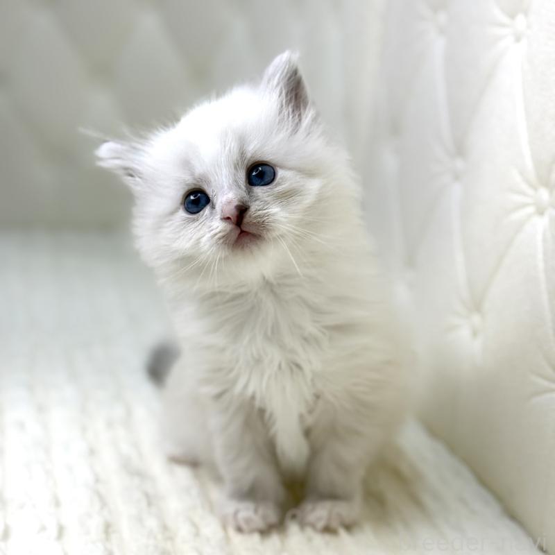 販売中の鹿児島県のサイベリアン-131443の3枚目