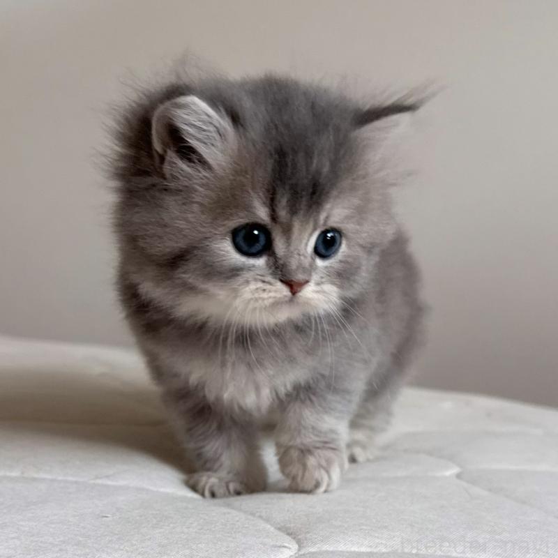 販売中の福岡県のスコティッシュフォールド-131444の4枚目