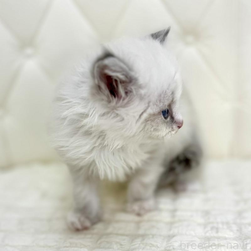 販売中の鹿児島県のサイベリアン-131443の2枚目