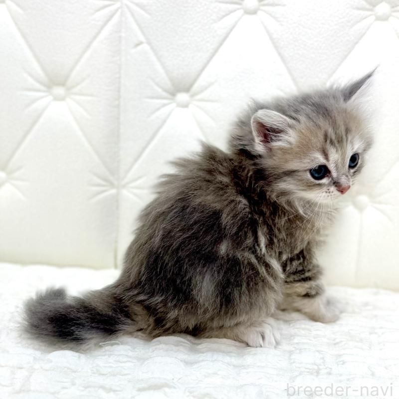 販売中の鹿児島県のサイベリアン-131445の15枚目